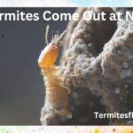Do termites come out at night