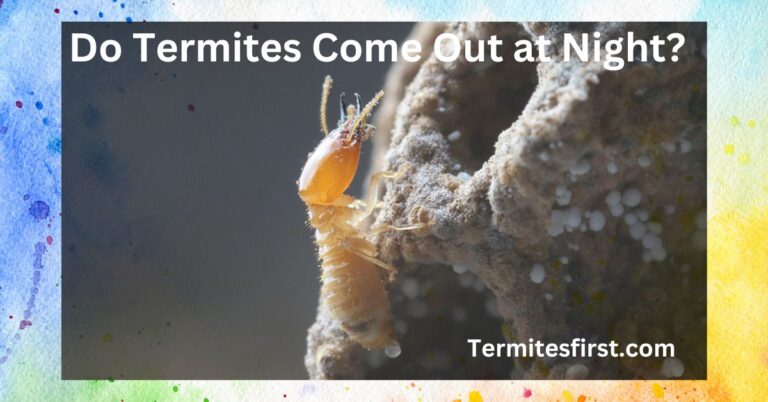 Do termites come out at night