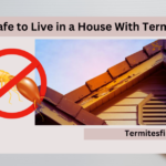 Is it Safe to Live in a House With Termites?