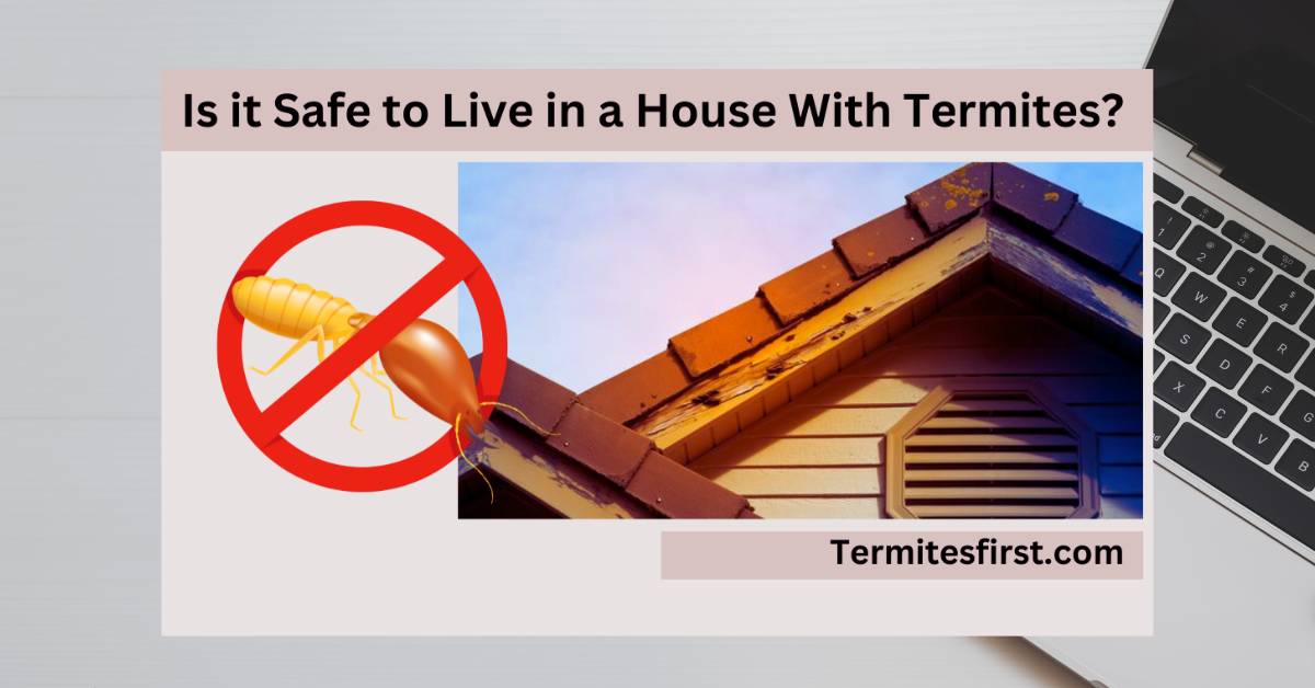 Is it Safe to Live in a House With Termites?