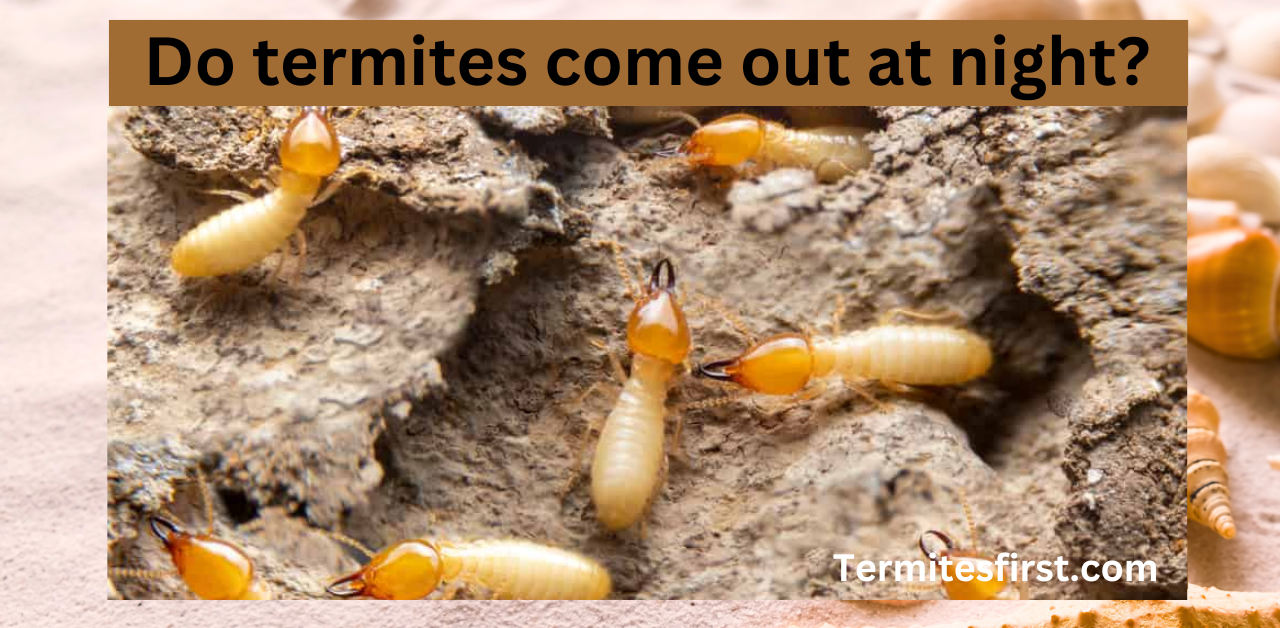 Do Termites Come Out at Night? – Termites First