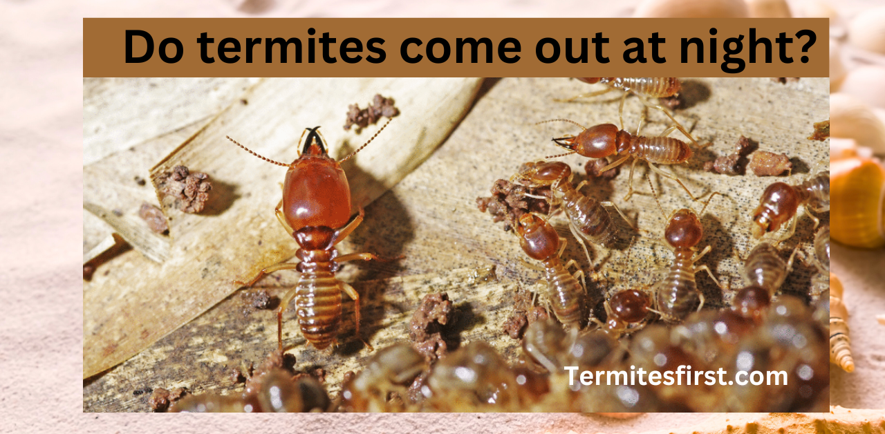 Do Termites Come Out at Night? – Termites First