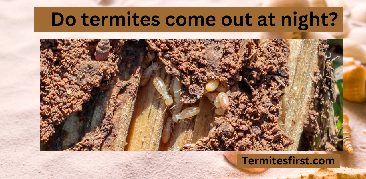 Do Termites Come Out at Night? – Termites First