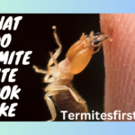 what do termite bites look like