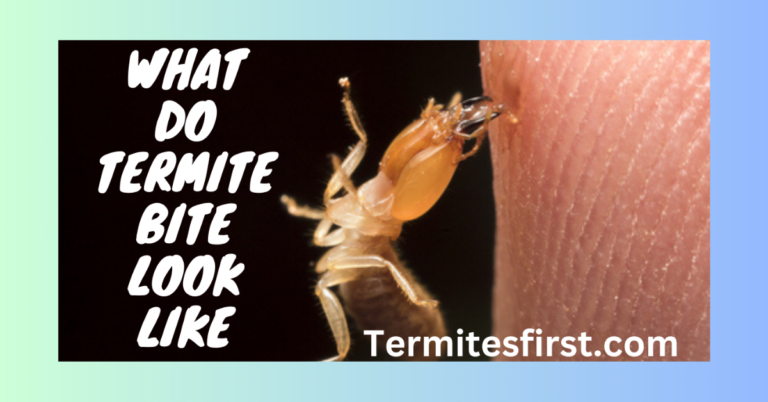 What Do Termite Bites Look Like? Symptoms & Treatment