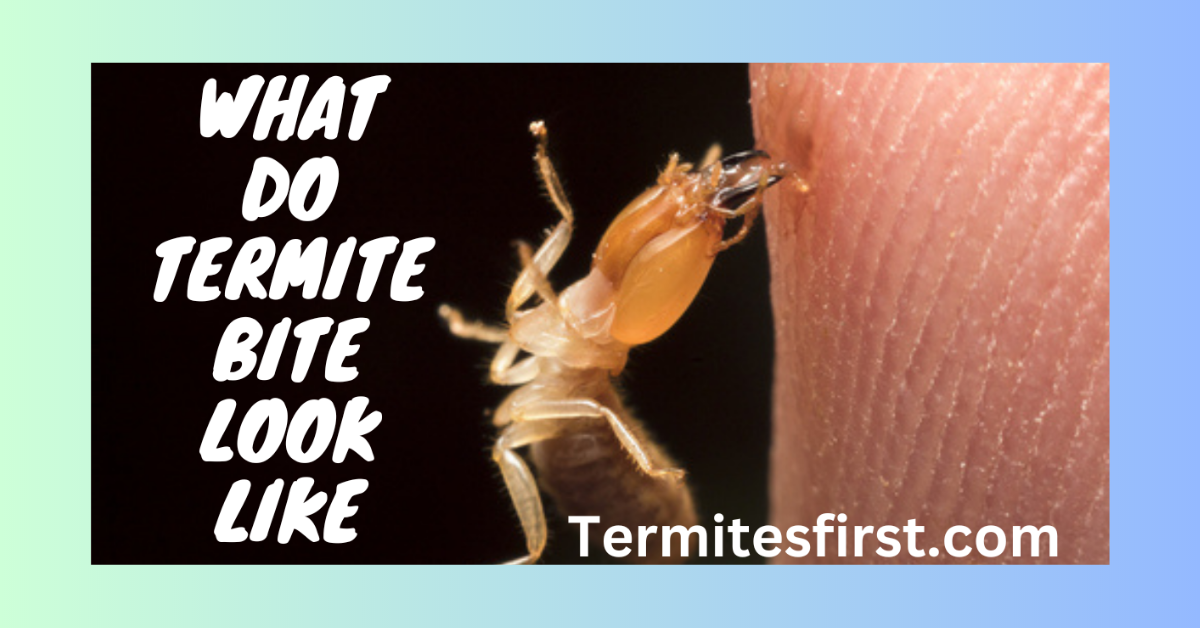 what do termite bites look like