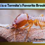 What is a Termite's Favorite Breakfast?