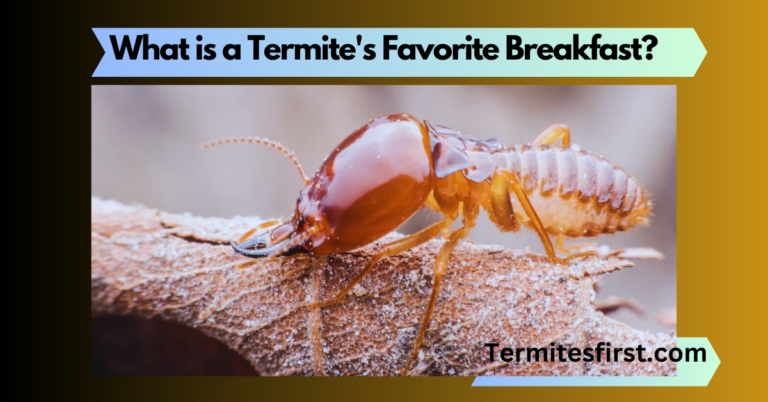 What is a Termite’s Favorite Breakfast?