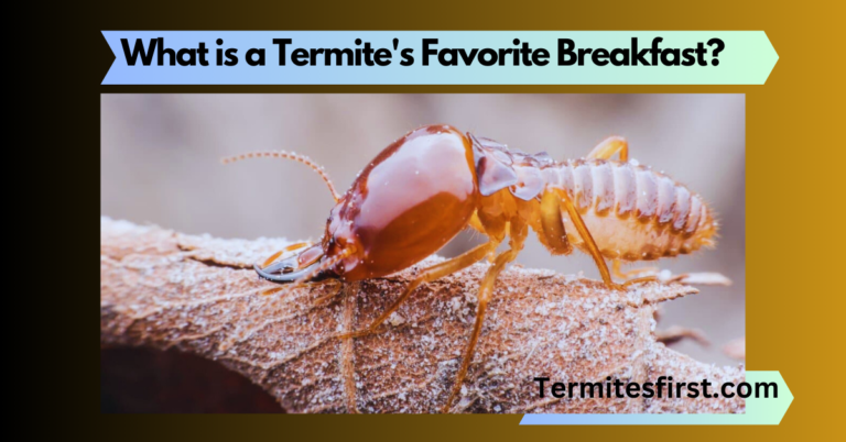 What is a Termite's Favorite Breakfast?