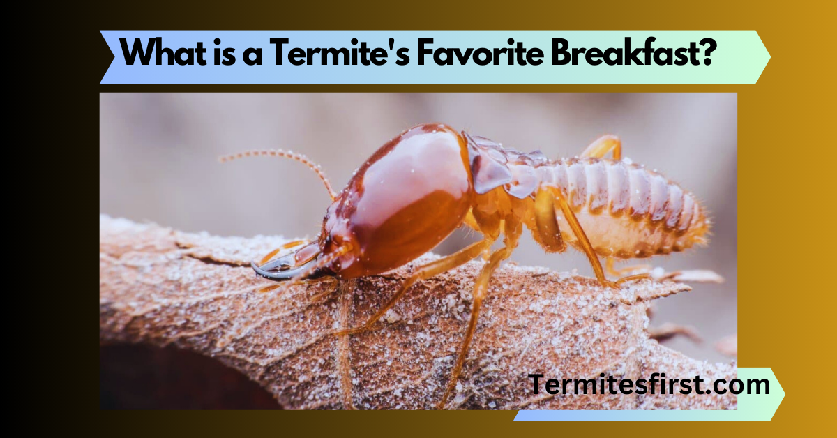 why-did-the-termite-like-expensive-hotels-math