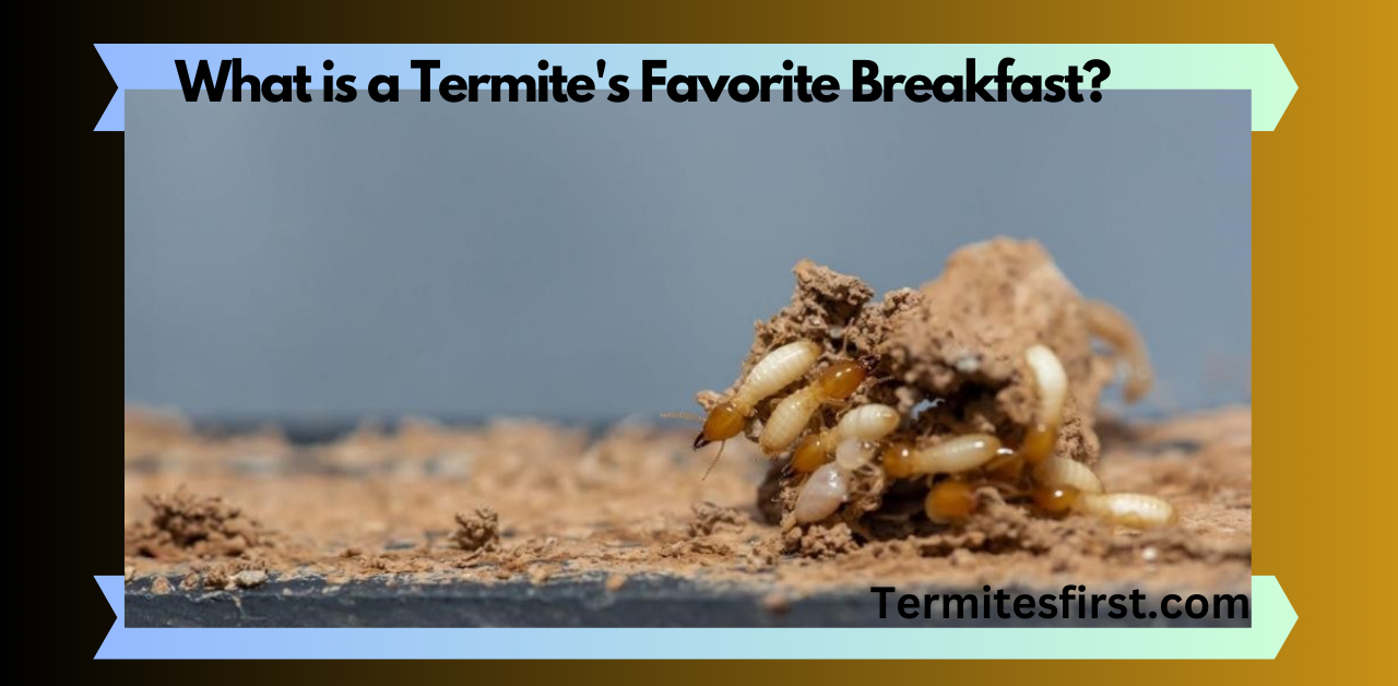 what-you-need-to-know-what-is-a-termite-s-favorite-breakfast