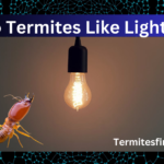 Do Termites Like Light