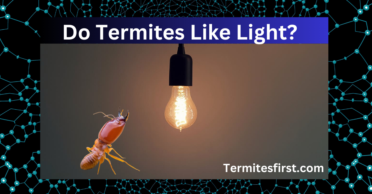 Do Termites Like Light