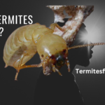 Are Termites Blind