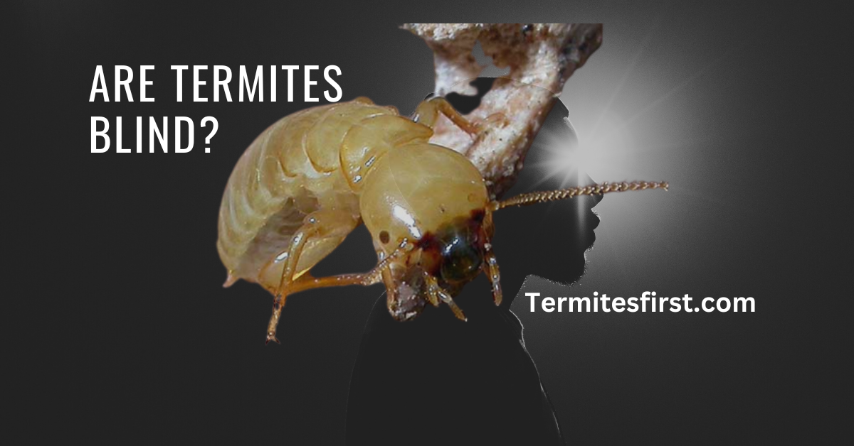 Are Termites Blind