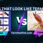 bugs that look like termites