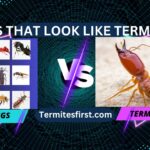 bugs that look like termites