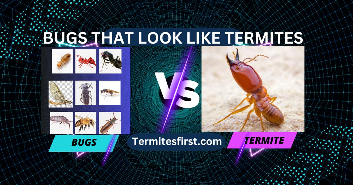 bugs that look like termites