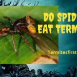 Do spiders eat termites