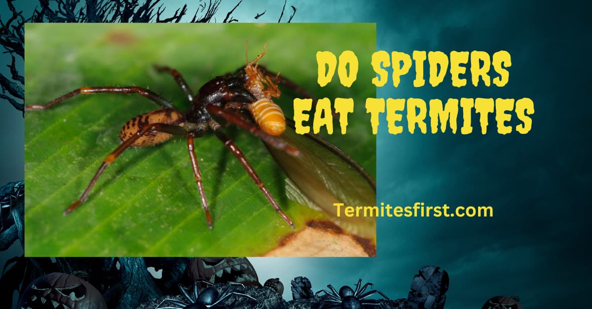 Do spiders eat termites