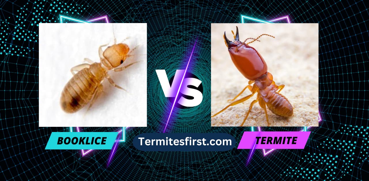 9 Bugs That Look Like Termites: A Helpful Guide for Homeowners