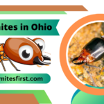 Termites in Ohio