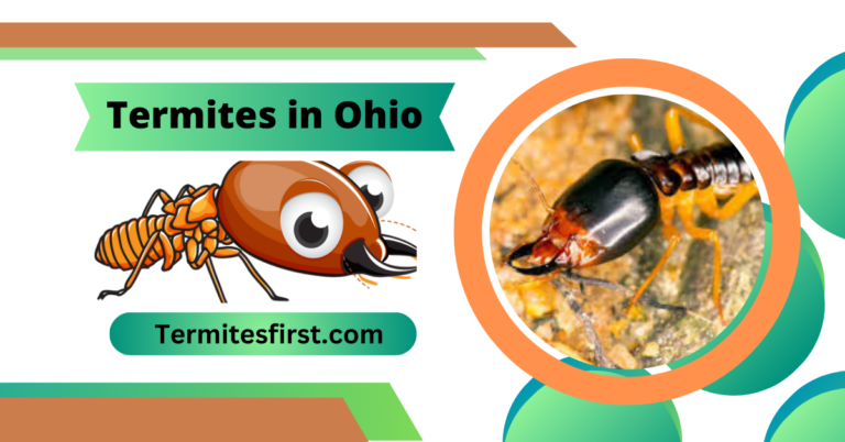 Termites in Ohio: My Encounter
