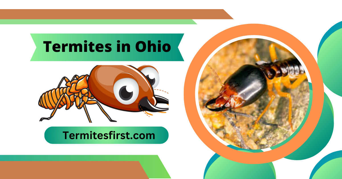 Termites in Ohio