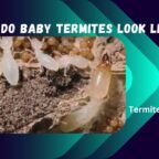 what do baby termites look like