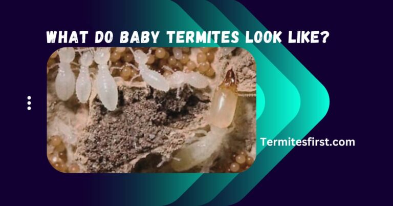 What Do Baby Termites Look Like: What You Need to Know