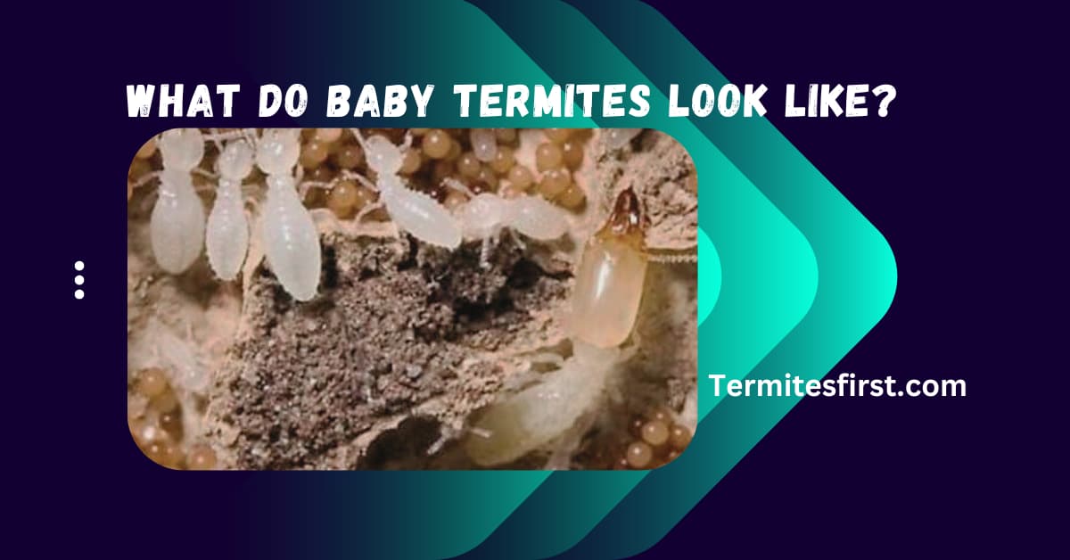 what do baby termites look like