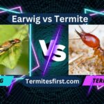 earwig vs termite