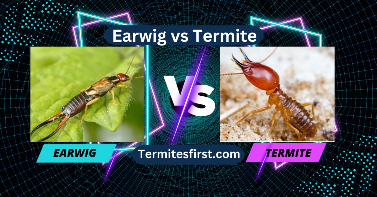 earwig vs termite