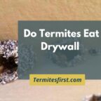 Do termites eat drywall