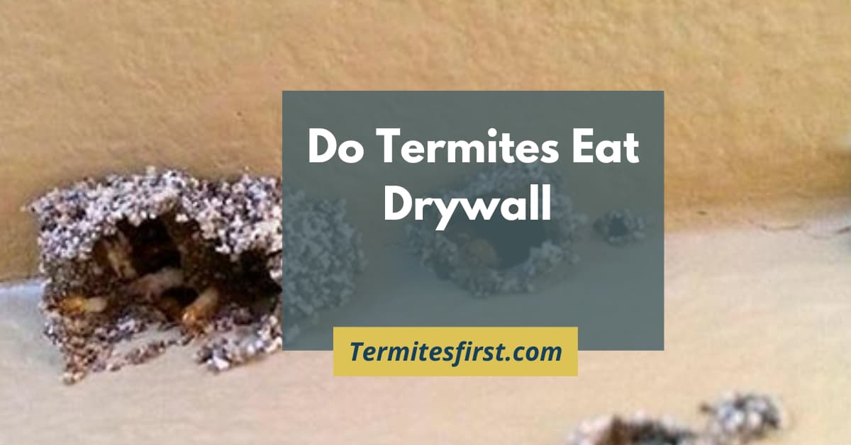 Do termites eat drywall