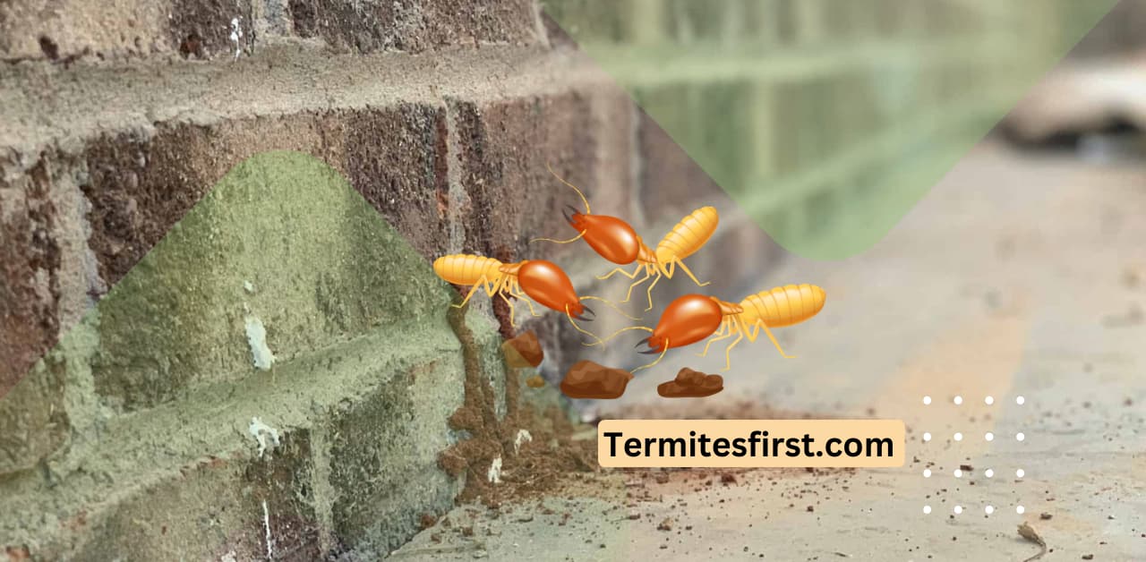 How Can Termites Affect Brick Houses The Truth! Termites First
