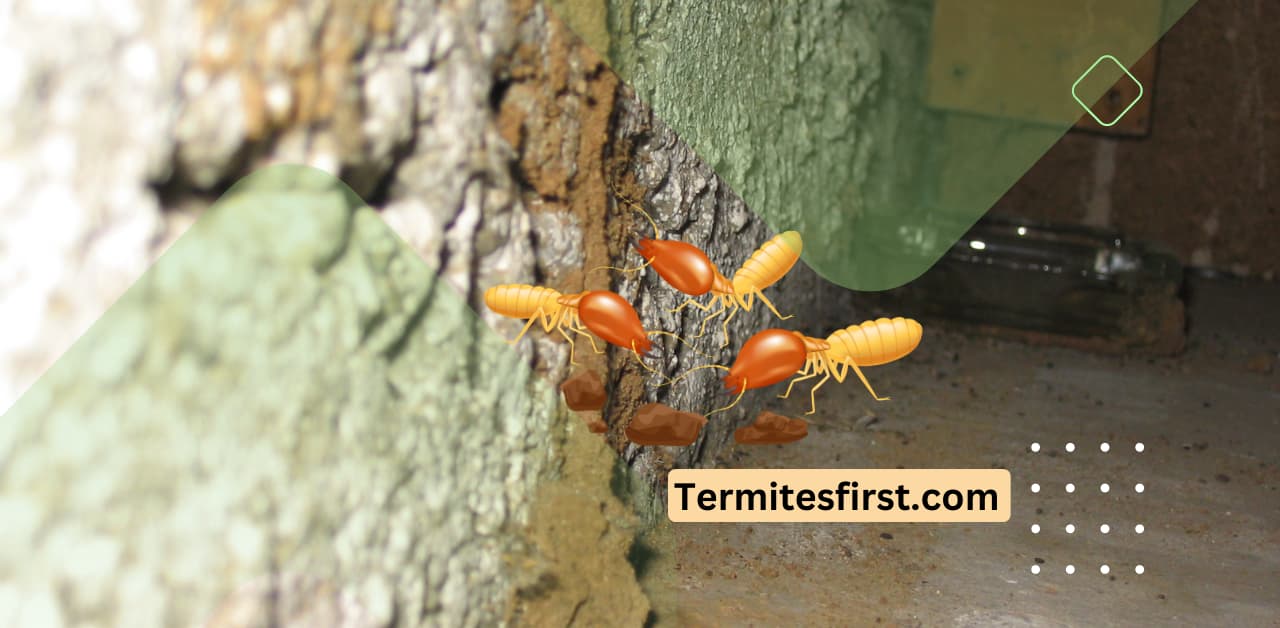 How Can Termites Affect Brick Houses The Truth! Termites First