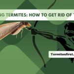 swarming termites how to get rid of them