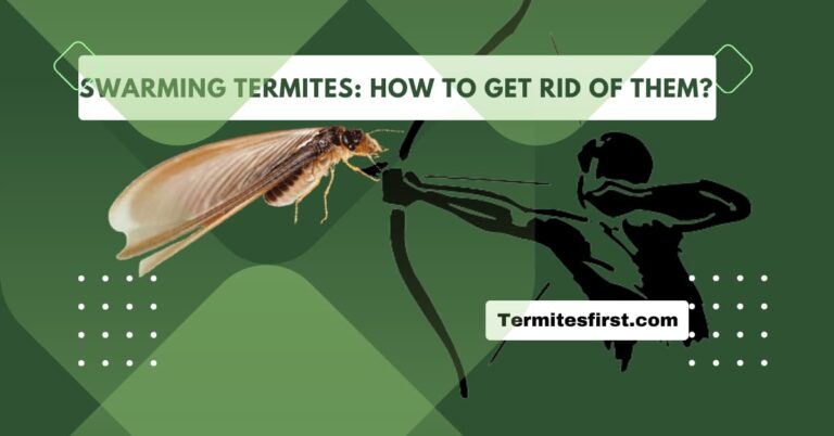 swarming termites how to get rid of them