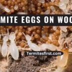 termite eggs on wood