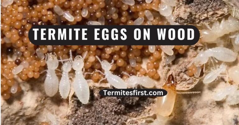 Termite Eggs on Wood: A Complete Guide