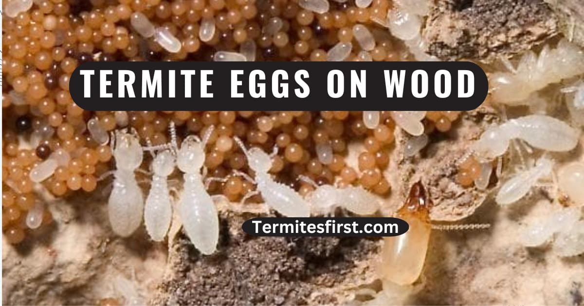 termite eggs on wood