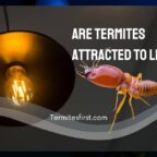 are termites attracted to light