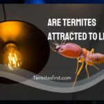 are termites attracted to light