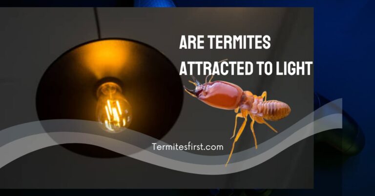 Are Termites Attracted to Light? Debunking a Common Myth