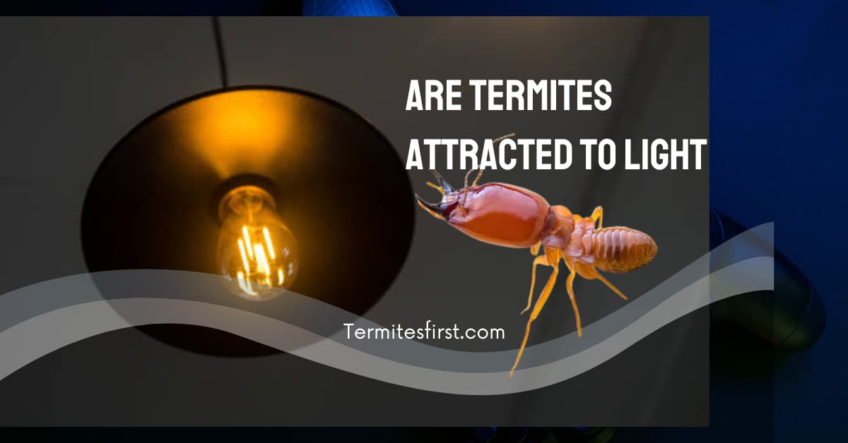 are termites attracted to light