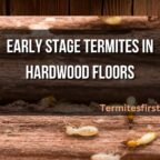 early stage termites in hardwood floors