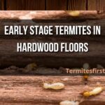 early stage termites in hardwood floors