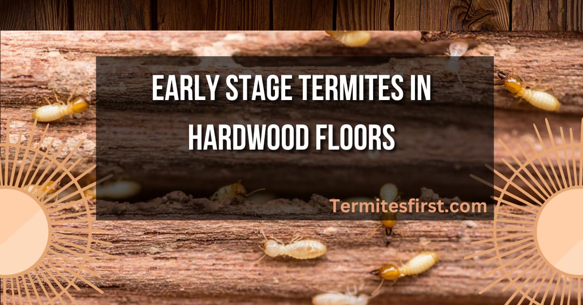 early stage termites in hardwood floors