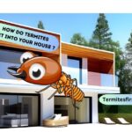 How do termites get into your house